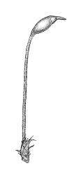 Platyhypnidium austrinum, perichaetium with capsule. Drawn from B.H. Macmillan 72/1073, CHR 164806.
 Image: R.C. Wagstaff © Landcare Research 2019 CC BY 3.0 NZ